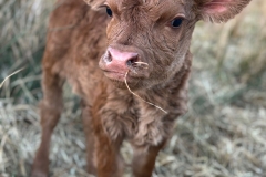 Frieda as newborn