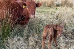 Frieda, our Dexter calf