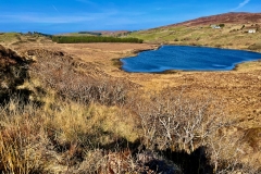 Self-seeded alder grove
