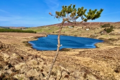 Self-seeded native Scot's Pine