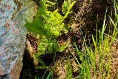Oak forest fern species
