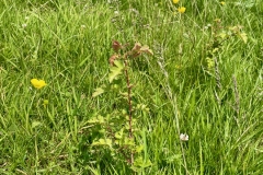Newly planted hedgerows