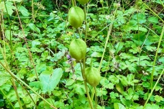 Blue bell pods