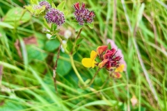 Bird's-food trefoil