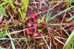 Sundews, a carnivorous bog plant