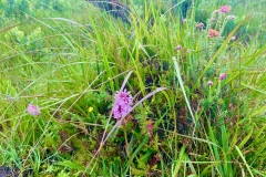 Marsh Orchid