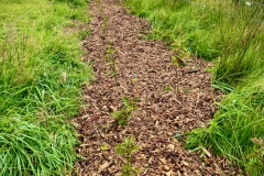 Hedgerows mulched