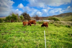 Dexter Herd
