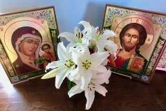 Lilies in Bloom