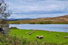 Nearby Lambing Meadows