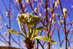 Whitebeam Bud