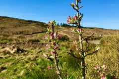 Budding Apple bBlossoms
