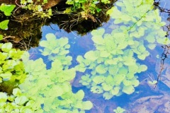 Watercress in Holy Well