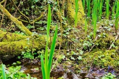 Spring Waters from Holy Well