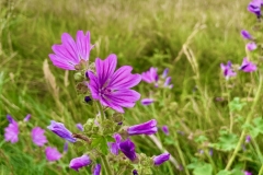 Marshmallow flower