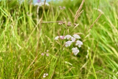 Hedge parsely