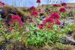 Valerian