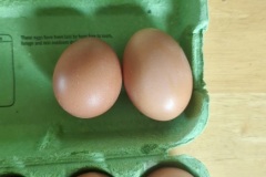 Fresh Eggs
