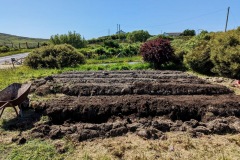 Potatoes just planted