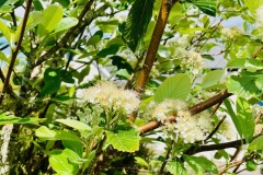Native Whitebeam Blossom growing in our shrubs