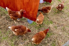Young Chickens 