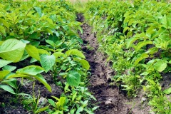 Our first crop of potatoes