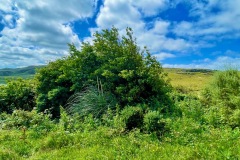 Alder Tree with wild garlic in its shade