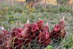 Egg-producing Chickens