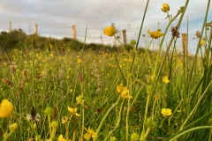 Flowers of the field