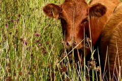 Rosie the Cow