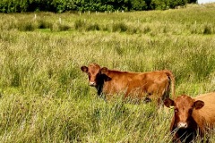 Young Dexter Heifers