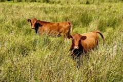Our Cows