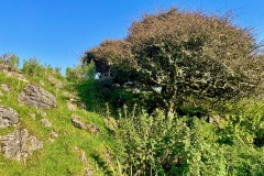 Ancient Hawthorn Grove