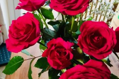 Irish Roses as Housewarming Gift