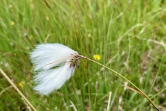 Common cotton-grass (Eriophorum angustifolium)