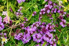 Wild Creeping Thyme (Thymus praecox Opiz)