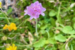 Thrift seapink (Armeria maritima)