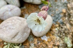 Sea Campion (Silene uniflora Roth)