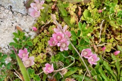 Tiny Bog pimpernel (Lysimachia tenella)