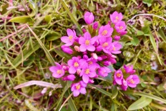Bog pimpernel (Lysimachia tenella)