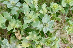Sea holly (Eryngium maritimum)