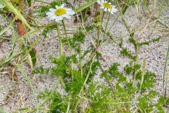 Sea Mayweed (Tripleurospermum maritimum), a relative of Chamomile