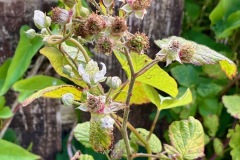 Wild Blackberries are everywhere