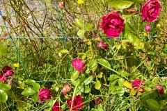 Roses 