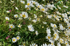 Ox-eye Daisy (Leucanthemum vulgare)