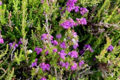 Bell-heather (Erica cinerea)
