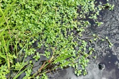 Starwort (Callitrich stagnalis)
