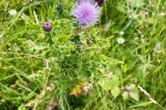 Field thistle (Cirsium arvense)