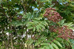 Rowan Tree (Mountain Ash)