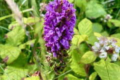 Marsh Orchid (Dactylorhiza majalis)